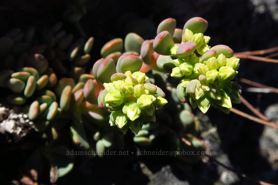 creamy stonecrop, budding (Sedum oregonense) [Bald Mountain, Jackson County, Oregon]