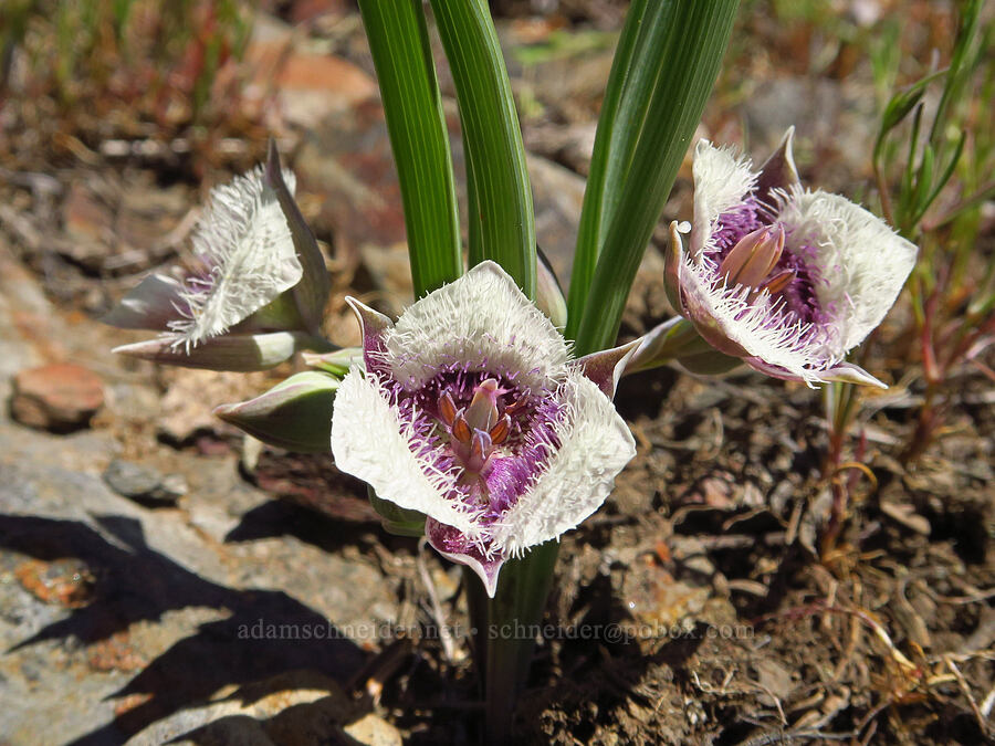 mariposa lilies (Calochortus sp.) [Bald Mountain, Jackson County, Oregon]