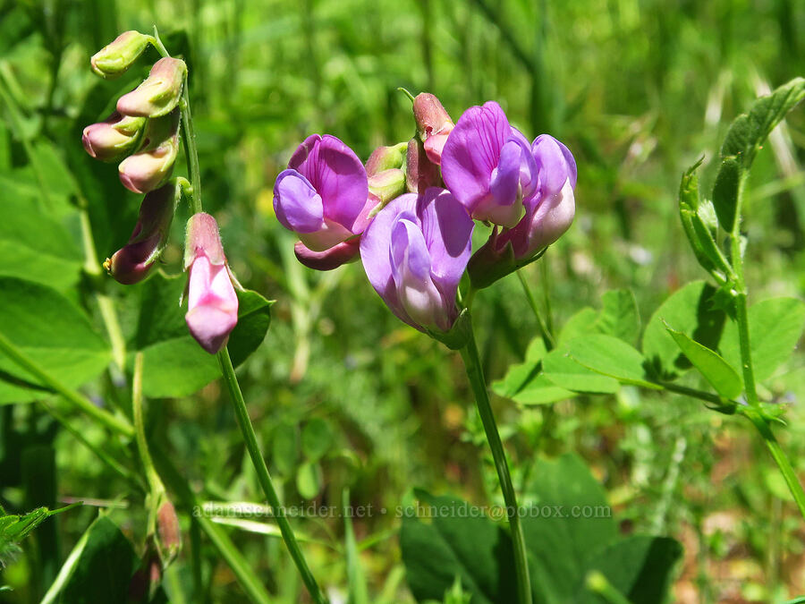 Sierra pea-vine (Lathyrus nevadensis) [Bald Mountain, Jackson County, Oregon]