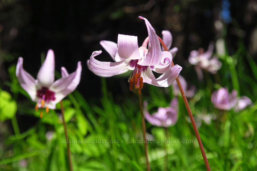 Henderson's fawn lilies (Erythronium hendersonii) [Bald Mountain, Jackson County, Oregon]