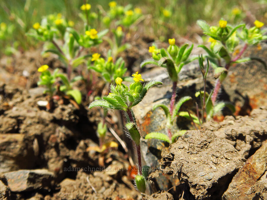 little tarweed (Madia exigua) [Bald Mountain, Jackson County, Oregon]