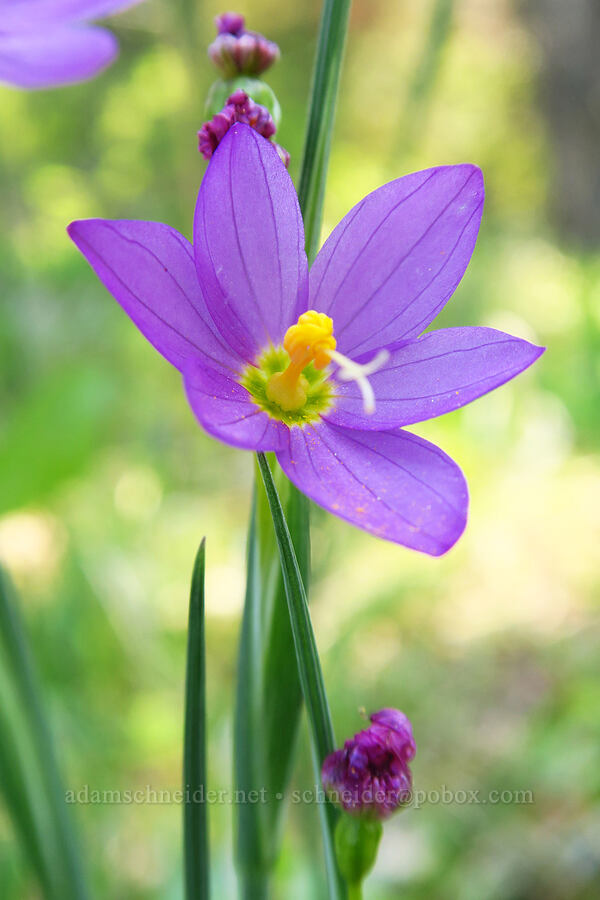 inflated grass-widow (Olsynium inflatum (Olsynium douglasii var. inflatum)) [Bald Mountain, Jackson County, Oregon]