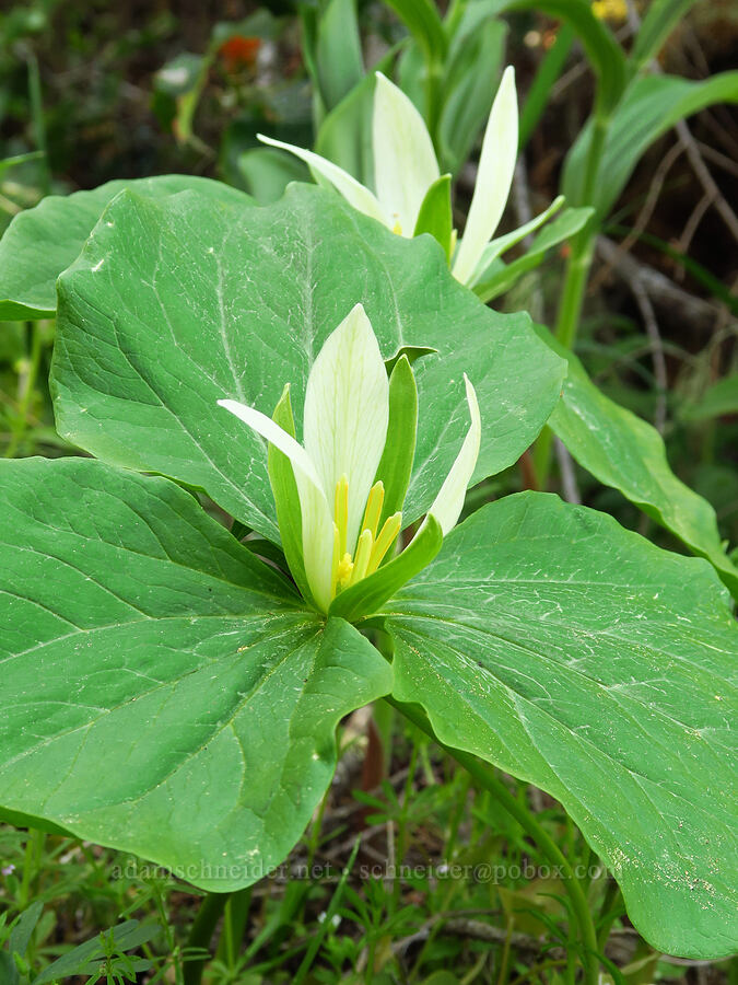 white sessile-flowered trillium (Trillium albidum) [Bald Mountain, Jackson County, Oregon]