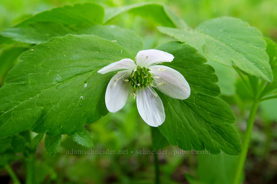 Lyall's anemone (Anemone lyallii (Anemonoides grayi)) [Bald Mountain, Jackson County, Oregon]