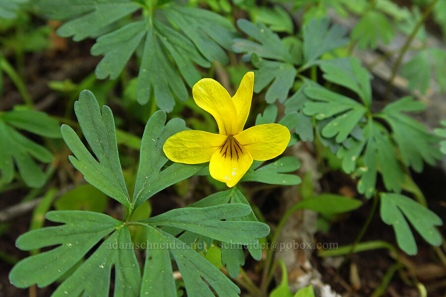 Shelton's violet (Viola sheltonii) [Bald Mountain, Jackson County, Oregon]