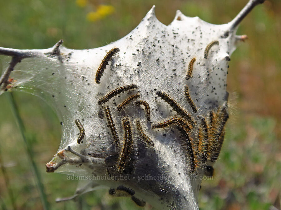 western tent caterpillars (Malacosoma californicum) [Bald Mountain, Jackson County, Oregon]