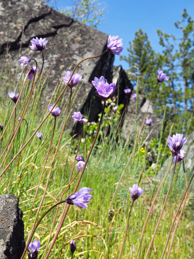 blue dicks (Dipterostemon capitatus (Dichelostemma capitatum)) [Bald Mountain, Jackson County, Oregon]