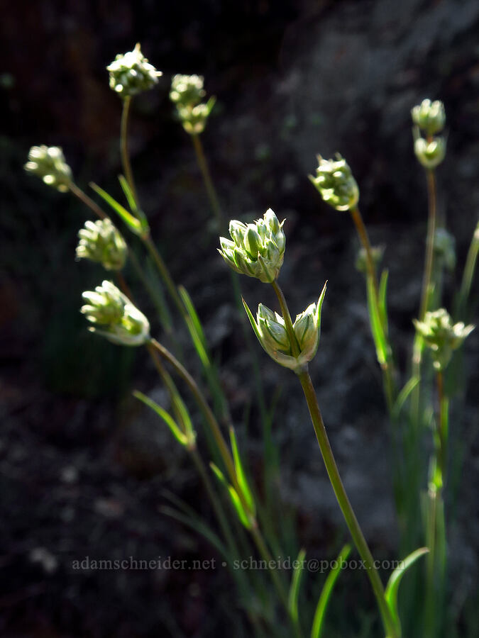 ball-head sandwort, budding (Eremogone congesta (Arenaria congesta)) [Bald Mountain, Jackson County, Oregon]