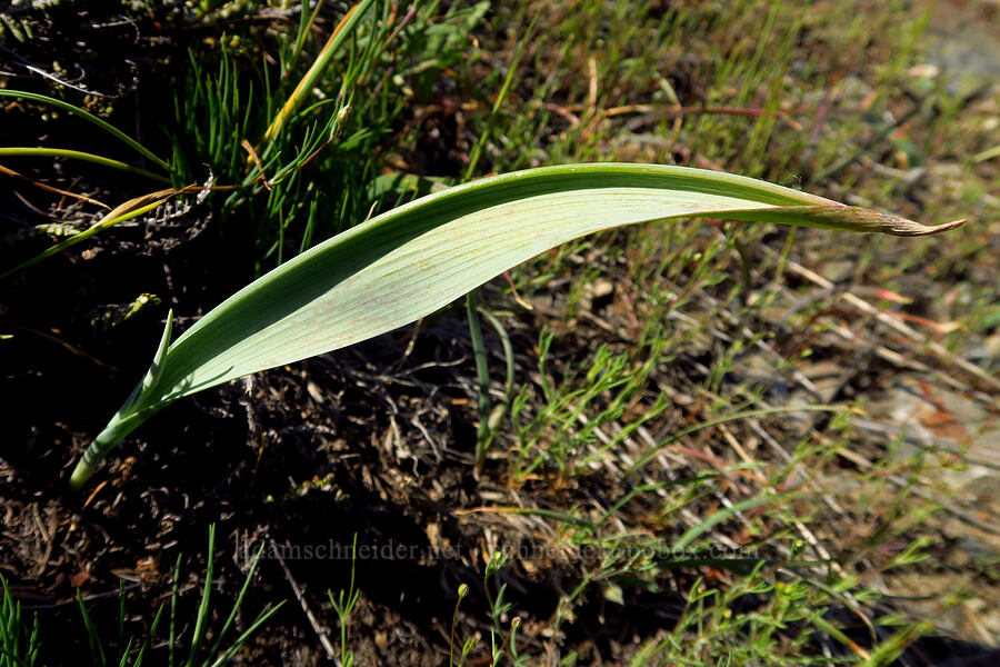 Siskiyou mariposa lily leaf (Calochortus persistens) [Bald Mountain, Jackson County, Oregon]