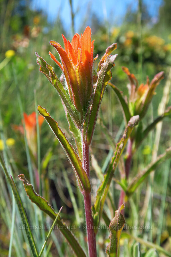 wavy-leaf paintbrush (Castilleja applegatei) [Bald Mountain, Jackson County, Oregon]