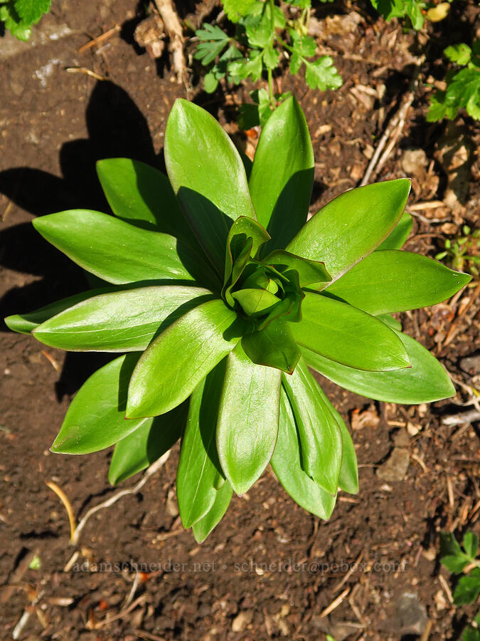 Washington lily leaves (Lilium washingtonianum) [Bald Mountain, Jackson County, Oregon]