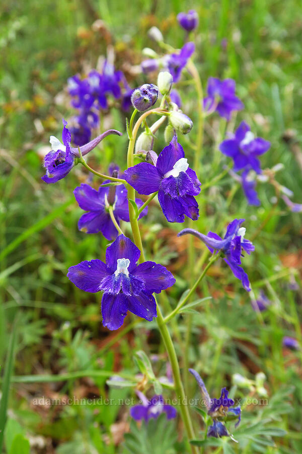 upland larkspur (Delphinium nuttallianum) [Bald Mountain, Jackson County, Oregon]