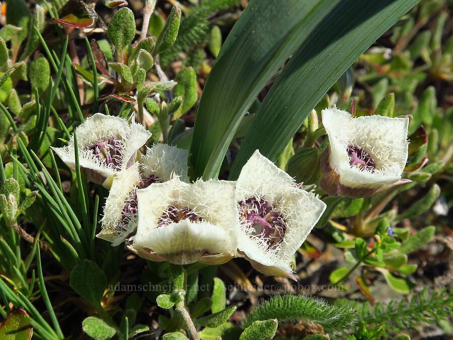 elegant mariposa lilies (Calochortus elegans var. nanus) [Bald Mountain, Jackson County, Oregon]