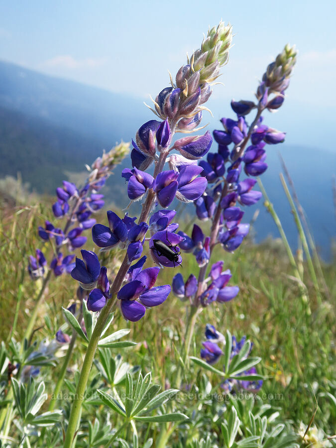 silver bush lupine (?) (Lupinus albifrons) [Bald Mountain, Jackson County, Oregon]