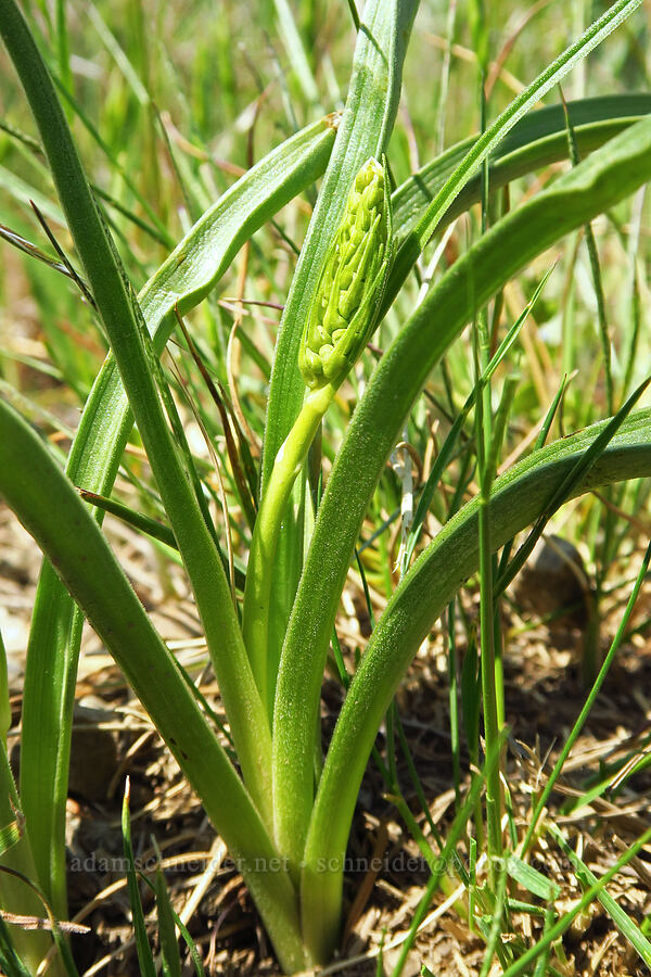 death-camas, budding (Toxicoscordion sp. (Zigadenus sp.)) [Bald Mountain, Jackson County, Oregon]