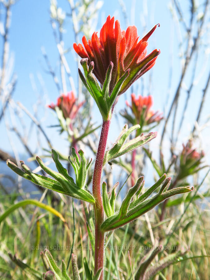 mystery paintbrush (Castilleja sp.) [Bald Mountain, Jackson County, Oregon]