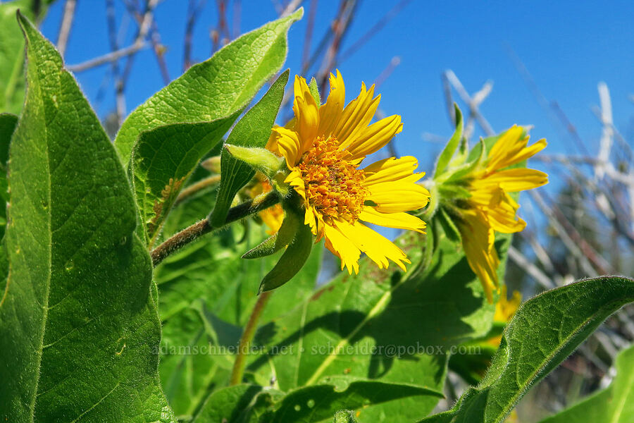 deltoid balsamroot (Balsamorhiza deltoidea) [Bald Mountain, Jackson County, Oregon]