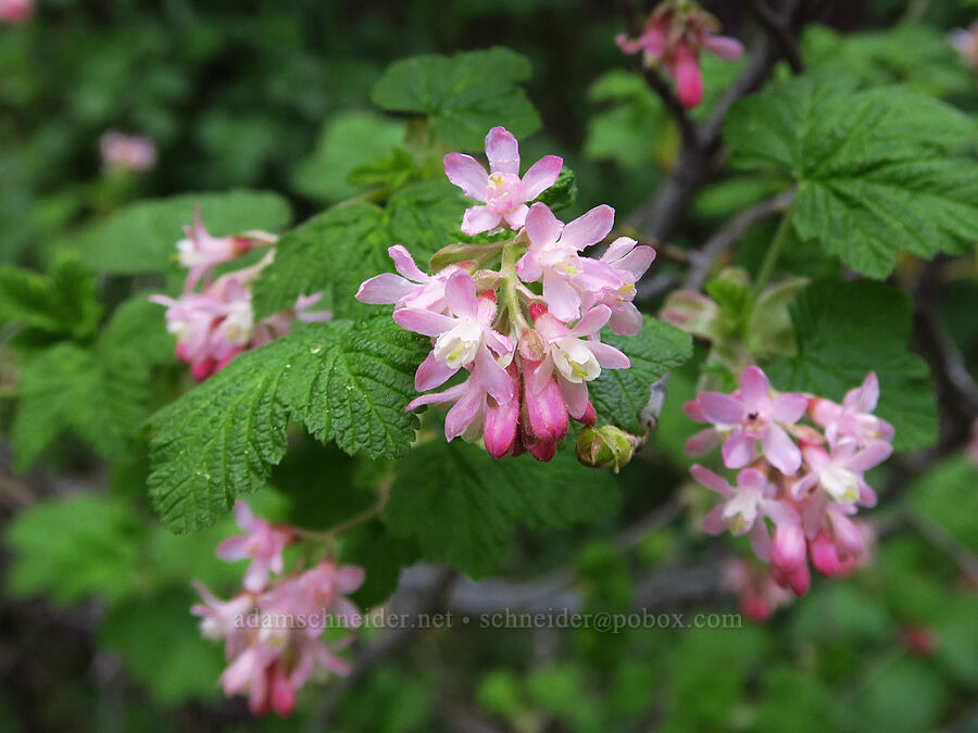 red-flowered currant (Ribes sanguineum) [Bald Mountain, Jackson County, Oregon]