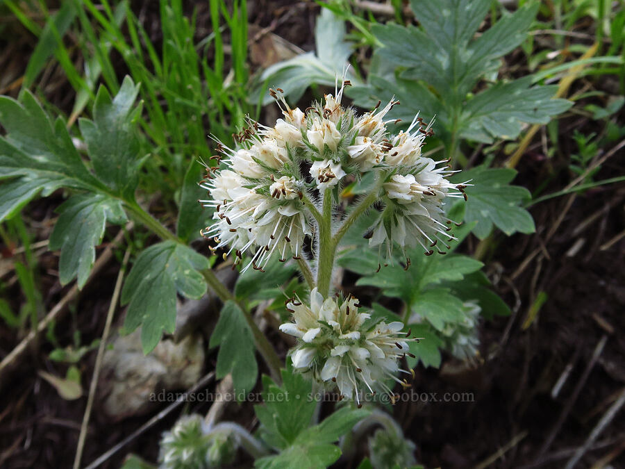 western waterleaf (?) (Hydrophyllum occidentale) [Bald Mountain, Jackson County, Oregon]