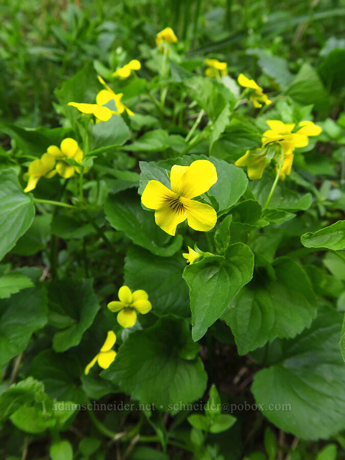 pioneer violet (Viola glabella) [Bald Mountain, Jackson County, Oregon]