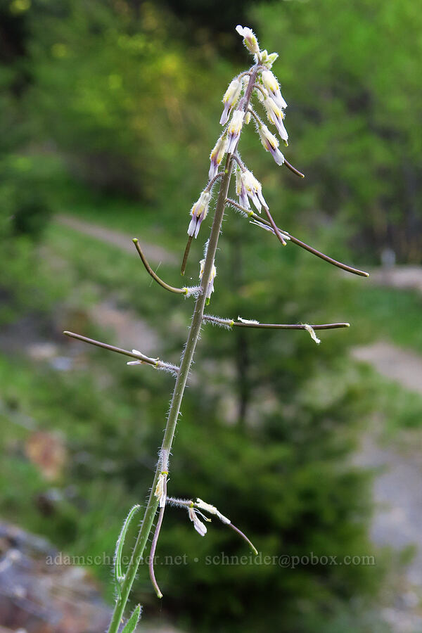 hairy-stem rock-cress (Boechera pauciflora (Arabis sparsiflora var. subvillosa)) [Bald Mountain, Jackson County, Oregon]