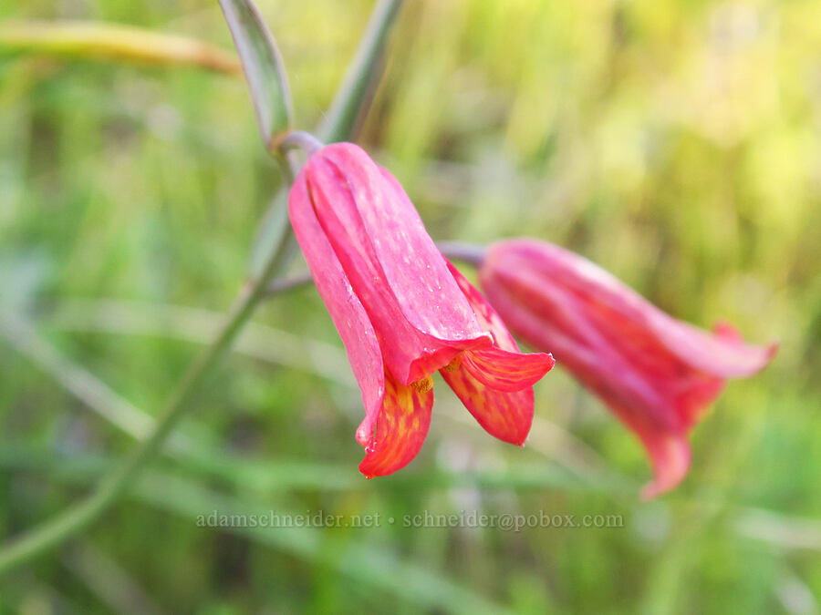 red bells (scarlet fritillary) (Fritillaria recurva) [Bald Mountain, Jackson County, Oregon]