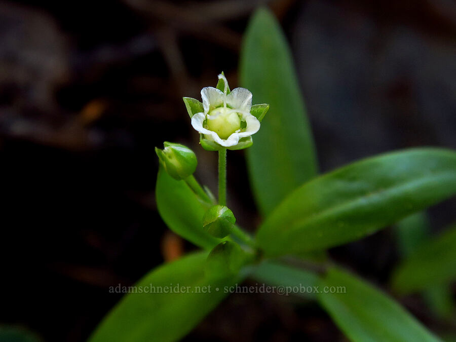 big-leaf sandwort (Moehringia macrophylla (Arenaria macrophylla)) [Bald Mountain, Jackson County, Oregon]