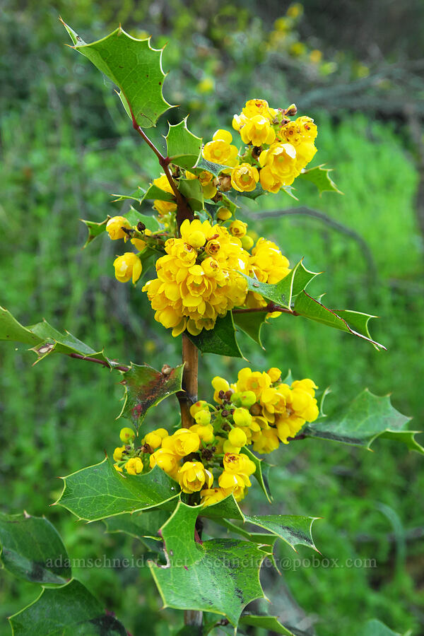 shining Oregon-grape (Mahonia aquifolium (Berberis aquifolium)) [Bald Mountain, Jackson County, Oregon]