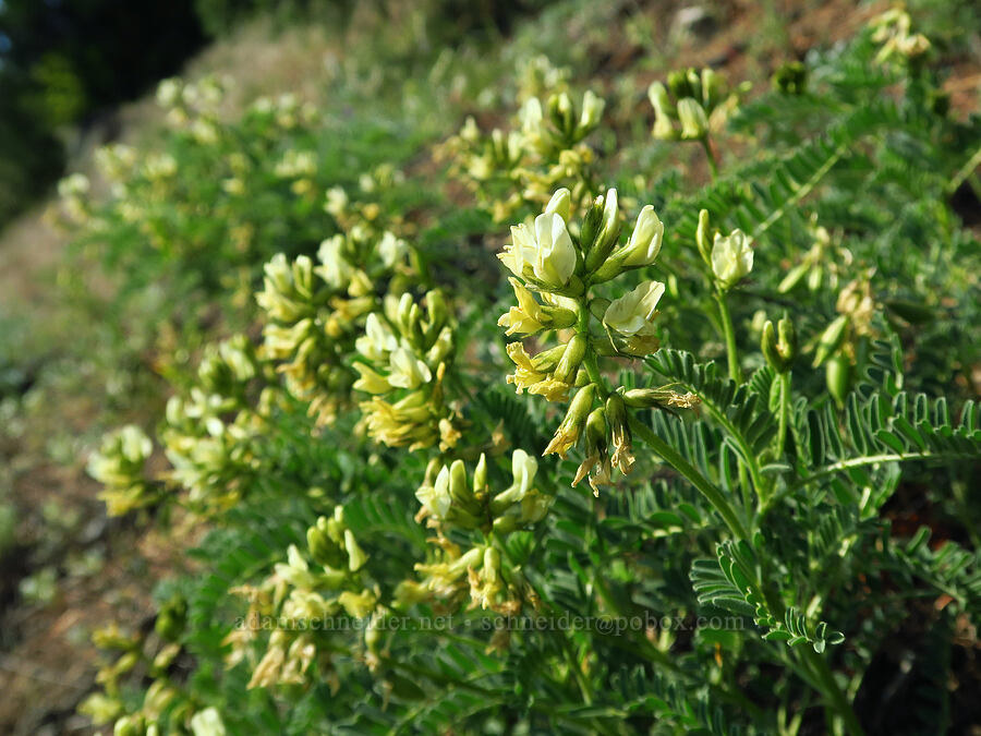 Henderson's milk-vetch (Astragalus accidens var. hendersonii) [Bald Mountain Road, Jackson County, Oregon]