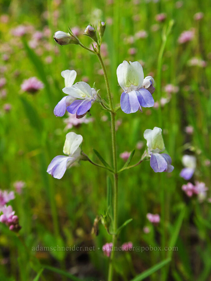 narrow-leaf blue-eyed-Mary (Collinsia linearis (Collinsia rattanii var. linearis)) [Bald Mountain Road, Jackson County, Oregon]