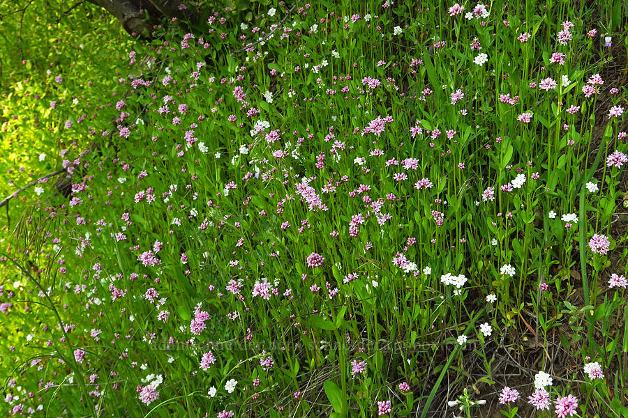 cryptantha, rosy plectritis, & blue-eyed-Mary (Cryptantha sp., Plectritis congesta, Collinsia linearis (Collinsia rattanii var. linearis)) [Bald Mountain Road, Jackson County, Oregon]