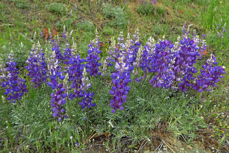 silver bush lupines (Lupinus albifrons) [Bald Mountain Road, Jackson County, Oregon]