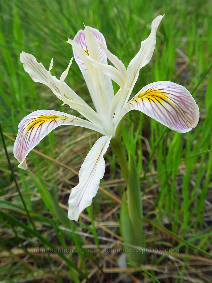 yellow-leaf iris (Iris chrysophylla) [Bald Mountain Road, Jackson County, Oregon]