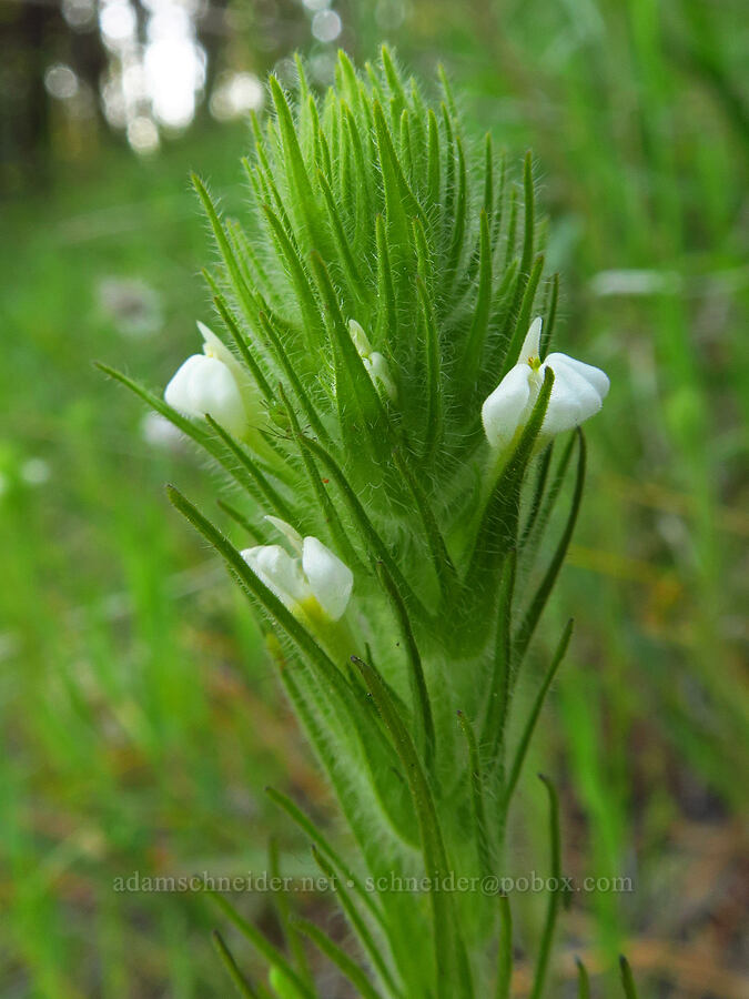 hairy paintbrush (Castilleja tenuis (Orthocarpus hispidus)) [Bald Mountain Road, Jackson County, Oregon]