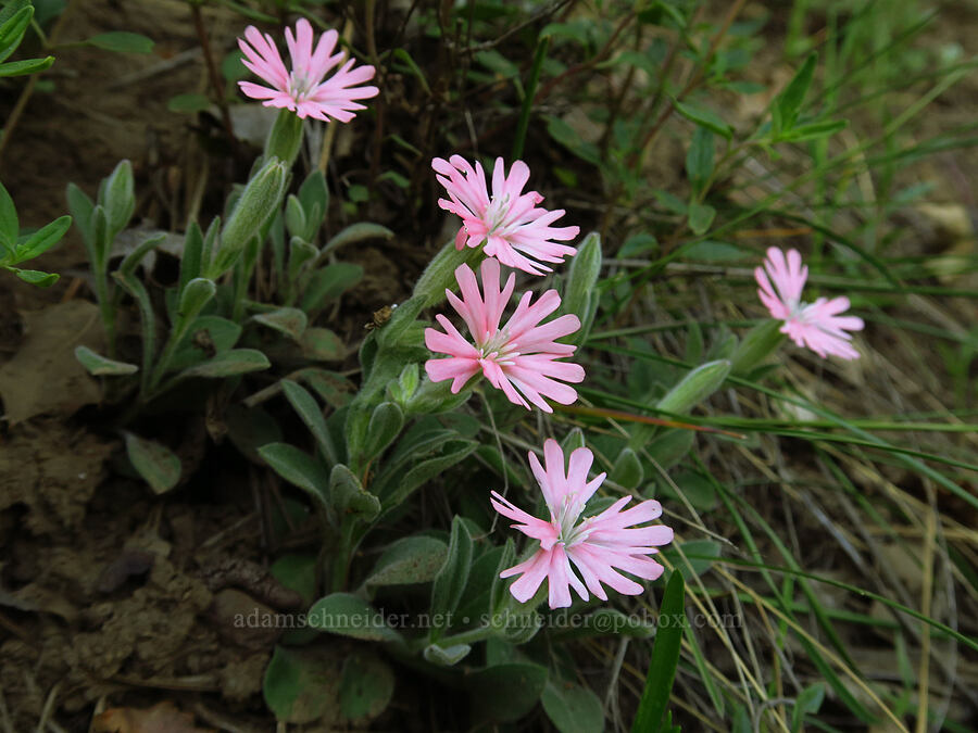 Hooker's Indian-pink (Silene hookeri ssp. hookeri) [Bald Mountain Road, Jackson County, Oregon]