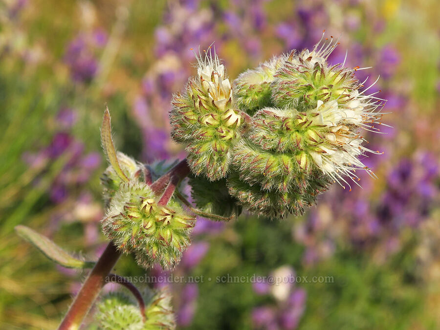 virgate phacelia (Phacelia heterophylla ssp. virgata) [Anderson Butte Road, Jackson County, Oregon]