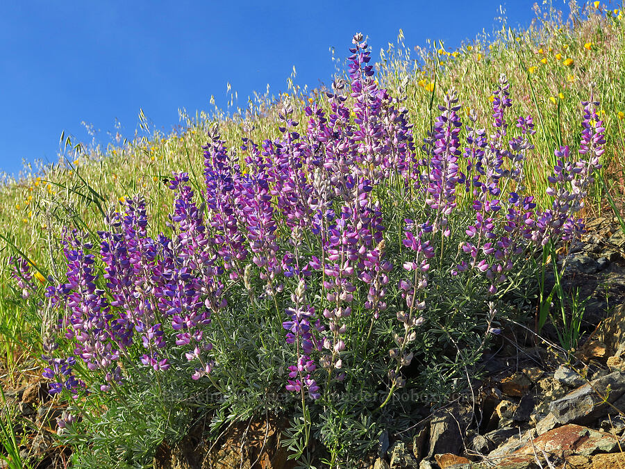 silver bush lupine (?) (Lupinus albifrons) [Anderson Butte Road, Jackson County, Oregon]