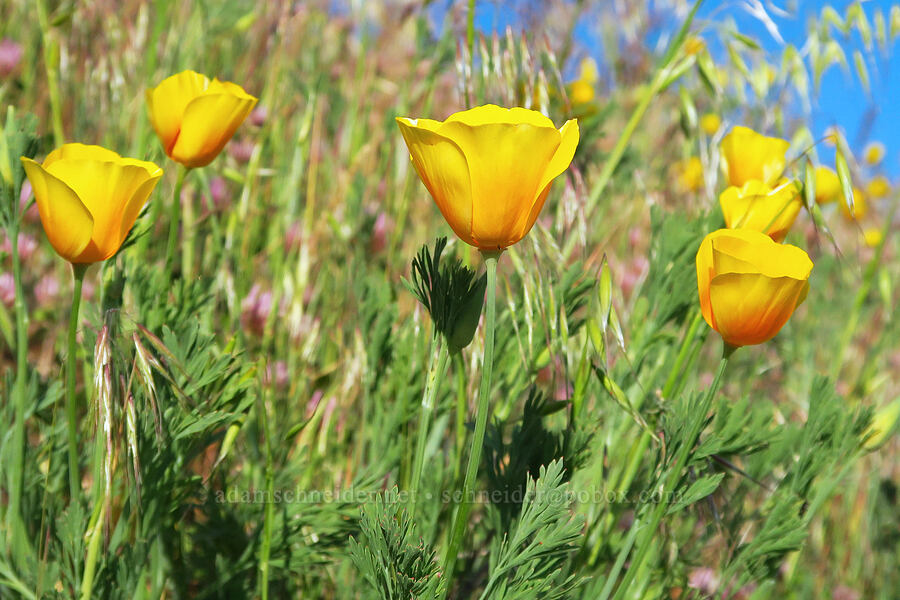 California poppies (Eschscholzia californica) [Anderson Butte Road, Jackson County, Oregon]