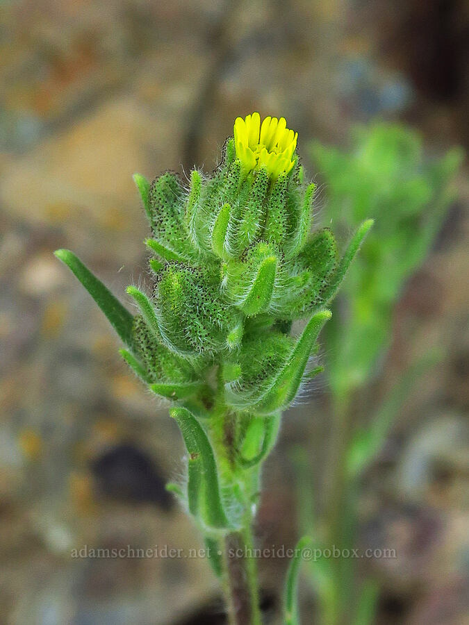 slender tarweed (Madia gracilis) [Anderson Butte Road, Jackson County, Oregon]