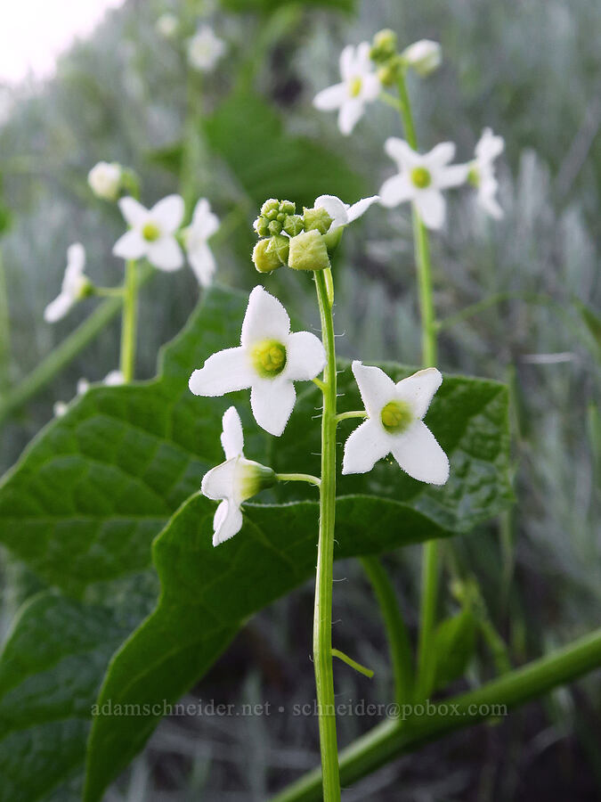 coastal manroot (Marah oregana (Marah oreganus)) [Anderson Butte Road, Jackson County, Oregon]