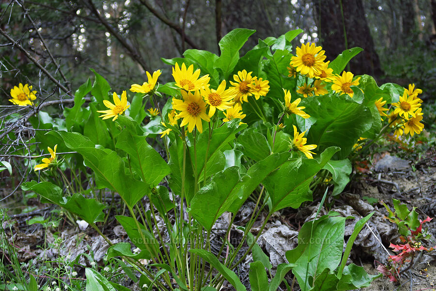 deltoid balsamroot (Balsamorhiza deltoidea) [Anderson Creek Road, Jackson County, Oregon]