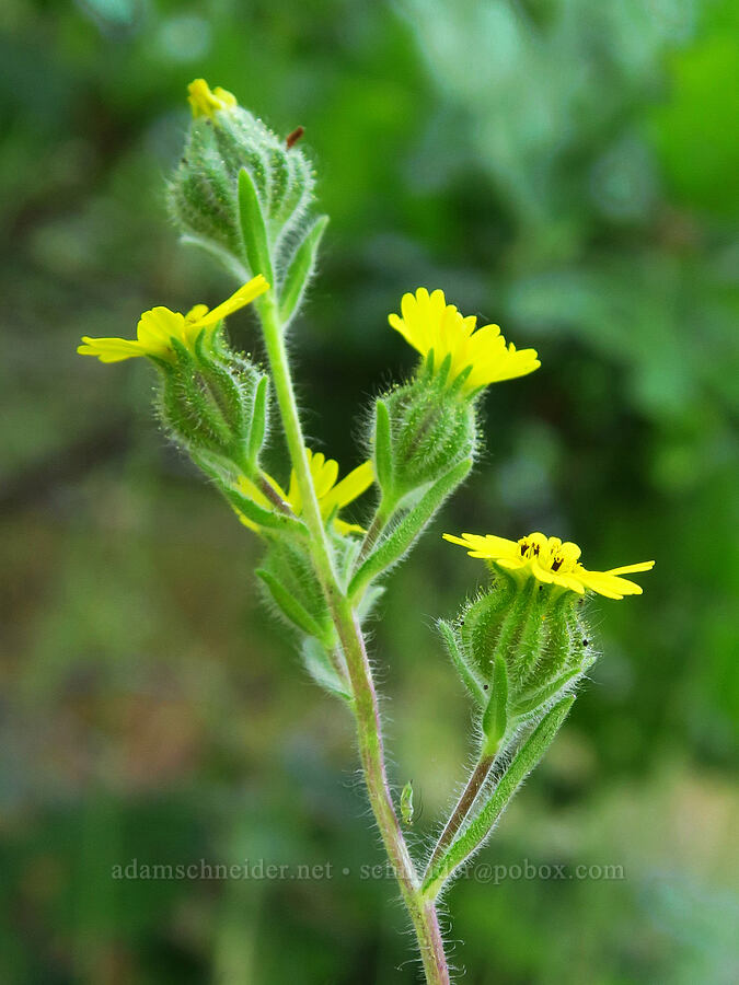 slender tarweed (?) (Madia gracilis) [Baldy Peak Trail, Rogue River-Siskiyou National Forest, Jackson County, Oregon]