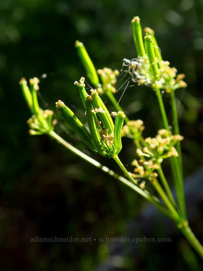 western sweet-cicely, going to seed (Osmorhiza occidentalis) [Baldy Peak Trail, Rogue River-Siskiyou National Forest, Jackson County, Oregon]