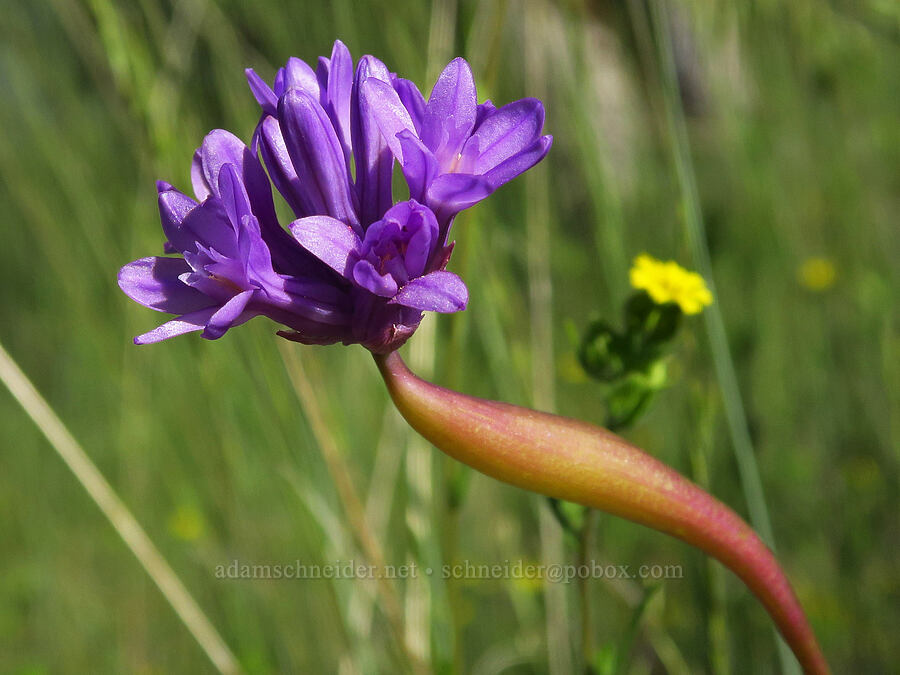 ookow with a swollen stem gall (Dichelostemma multiflorum (Brodiaea multiflora)) [Baldy Peak Trail, Rogue River-Siskiyou National Forest, Jackson County, Oregon]