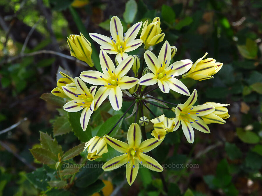 Henderson's stars (Triteleia hendersonii) [Baldy Peak Trail, Rogue River-Siskiyou National Forest, Jackson County, Oregon]