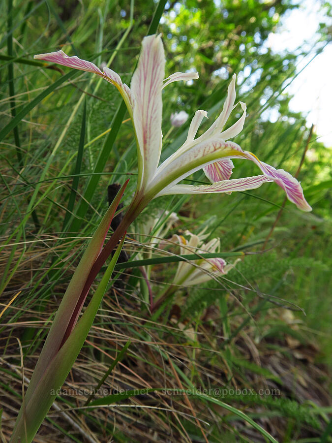 yellow-leaf iris (Iris chrysophylla) [Baldy Peak Trail, Rogue River-Siskiyou National Forest, Jackson County, Oregon]