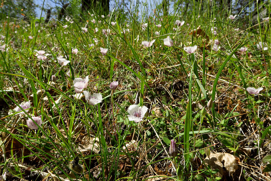 Tolmie's mariposa lilies (Calochortus tolmiei) [Baldy Peak Trail, Rogue River-Siskiyou National Forest, Jackson County, Oregon]