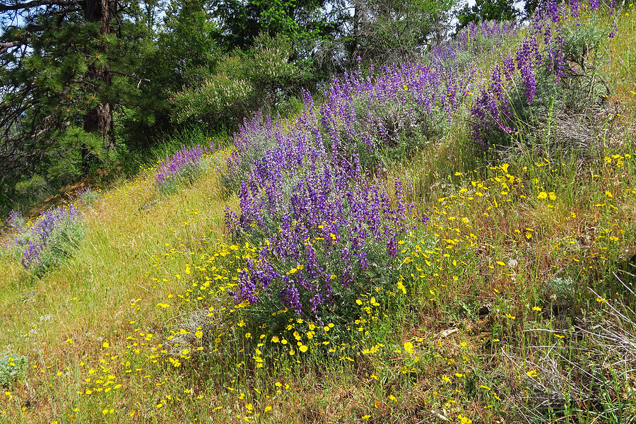 silver bush lupine & madia (Lupinus albifrons, Madia elegans) [Baldy Peak Trail, Rogue River-Siskiyou National Forest, Jackson County, Oregon]