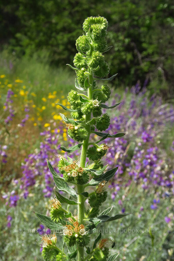 virgate phacelia (Phacelia heterophylla ssp. virgata) [Baldy Peak Trail, Rogue River-Siskiyou National Forest, Jackson County, Oregon]