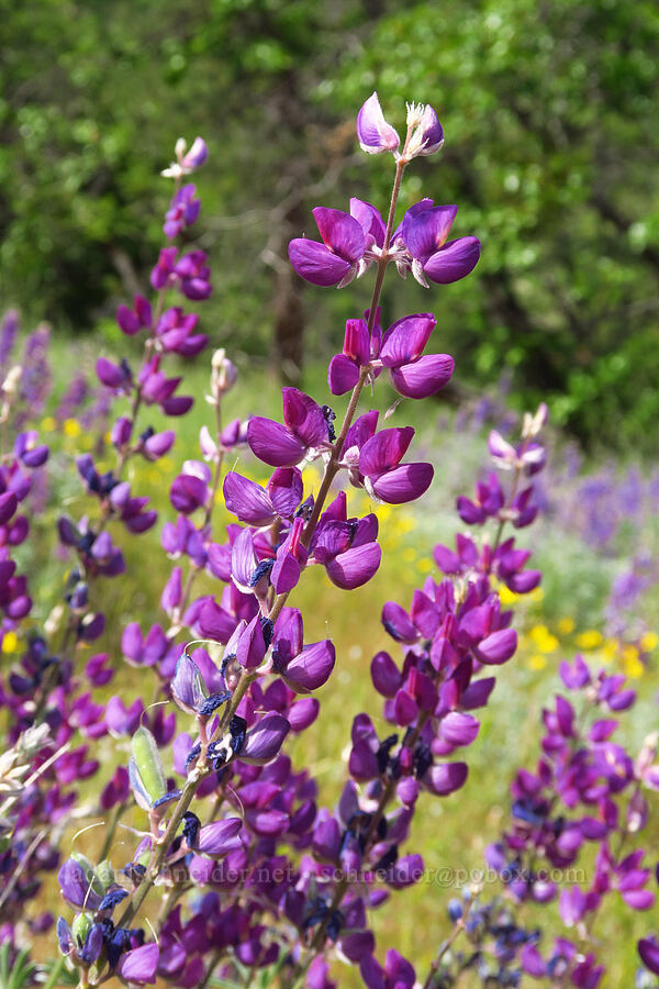 silver bush lupine (Lupinus albifrons) [Baldy Peak Trail, Rogue River-Siskiyou National Forest, Jackson County, Oregon]